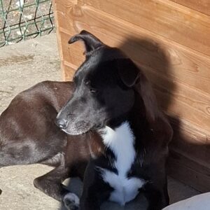 Printzesà *ca. 11/20204