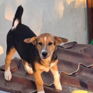 Lottchen *ca. 03/2025