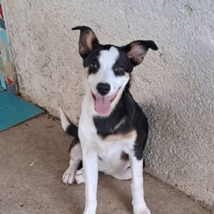 Miss Marple *ca. 03/2025