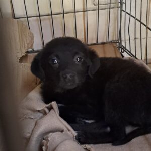 Rosalie *ca. 03/2025