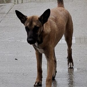 Shakira *ca. 03/2025