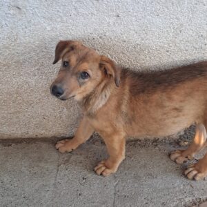 Diamond *ca. 06/2025