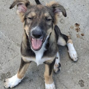 Hazel 1 *ca. 03/2025