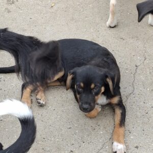 Murphy 1 *ca. 05/2025