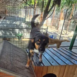 Murphy 1 *ca. 05/2025