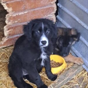 Francis *ca. 07/2025