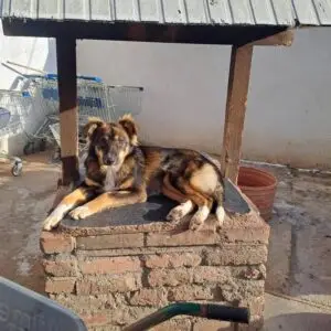 Hazel 1 *ca. 03/2025