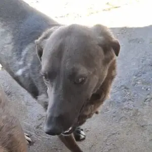 Kira *ca. 5/2023