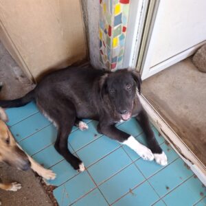 Balou *1/2026