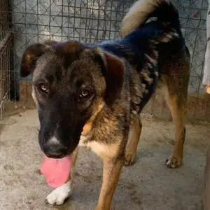 Hazel *ca. 02/2025