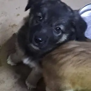 Mariechen *ca. 01/26