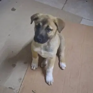 Fiora *ca. 1/2026