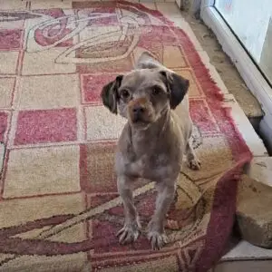 Bonnie 1 *ca. 5/2024