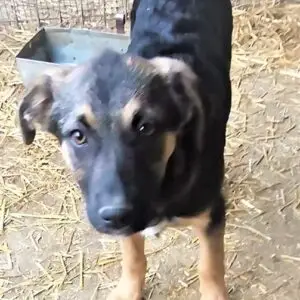 Buddy *8/2021
