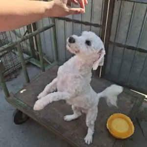 Toto *ca. 2024