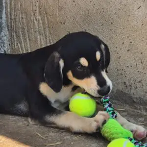 Sammy *3/2026