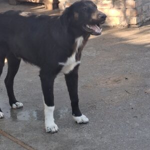 Balou *1/2026