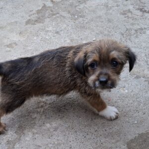 Boomer *29.07.,26