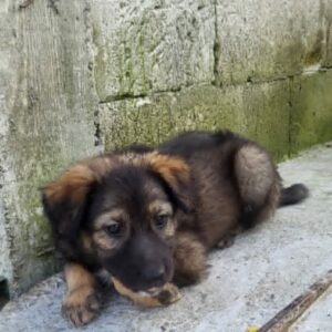Jara *ca. 06/2026