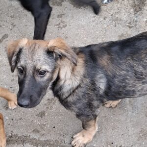 Jara *ca. 06/2026
