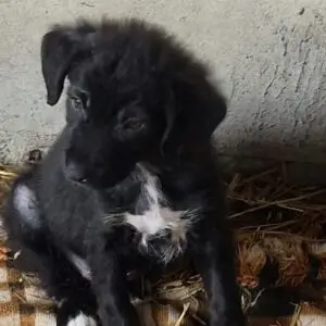 Bella *ca. 8/2026